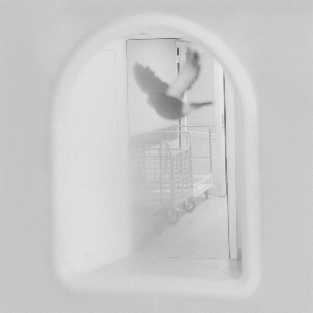 Хаски - Бог войны