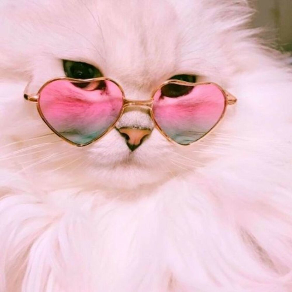 Dreamsoda - Diva x TGIF (TGID)